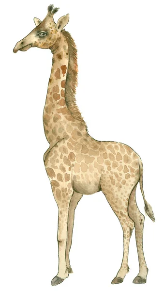 Girafe dessinée à la main — Photo