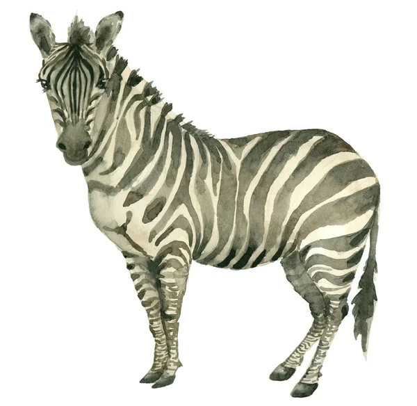 Zebra czerpana ręcznie — Zdjęcie stockowe