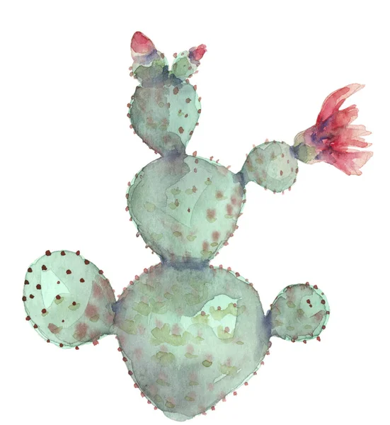 Kaktus w kwiat — Zdjęcie stockowe