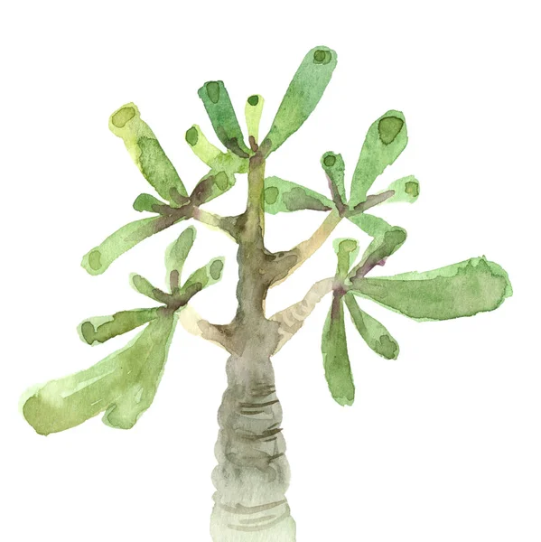 Succulent 수채화 — 스톡 사진