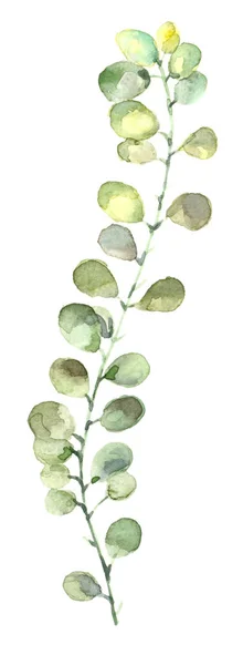 Akvarell leaf gren — Stockfoto