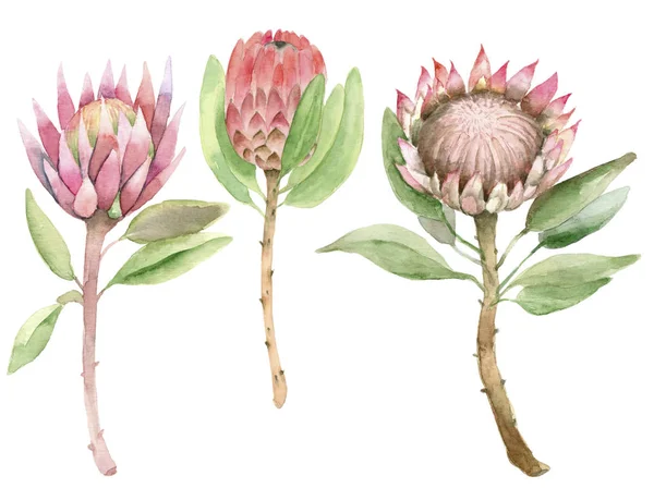 Protea v akvarel — Stock fotografie