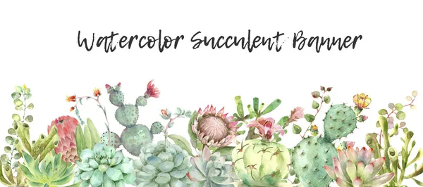 Succulents banner watercolor — Stock Photo, Image
