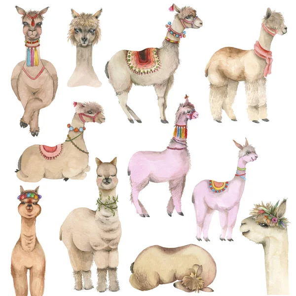 Kreskówka akwarela lama — Zdjęcie stockowe