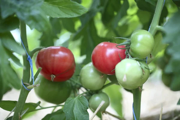 Tomatenpflanze wächst im Gewächshaus — Stockfoto