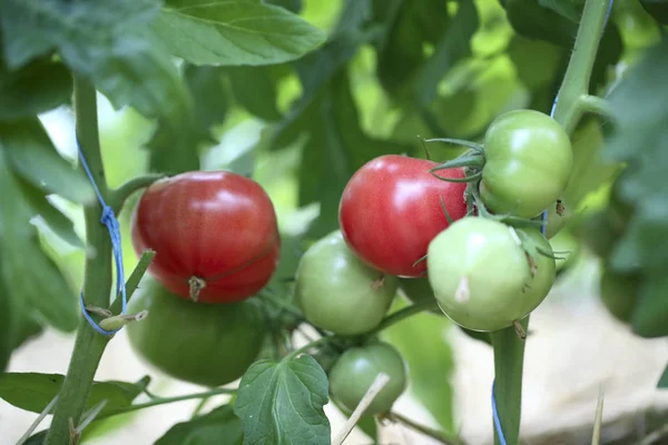 Tomato plant growing in greenhouse — Stock Photo, Image