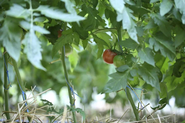 Tomato plant growing in greenhouse — Stock Photo, Image