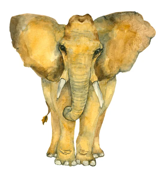 Акварельный ручной рисунок слона — стоковое фото