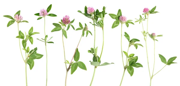 Caules de flores do ventilador — Fotografia de Stock