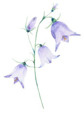 Kırmızı yonca çiçeği.