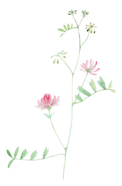 Wilde bloem in aquarel — Stockfoto