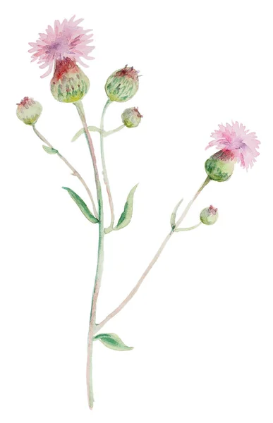 Distel wilde bloem aquarel — Stockfoto