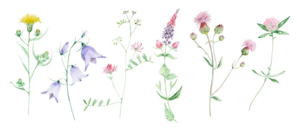 Wildbloem aquarel set — Stockfoto