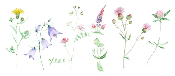 Set acquerello di fiori selvatici — Foto Stock