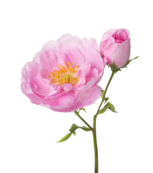 Licht Roze Roze Geïsoleerd Wit Tea Rose — Stockfoto