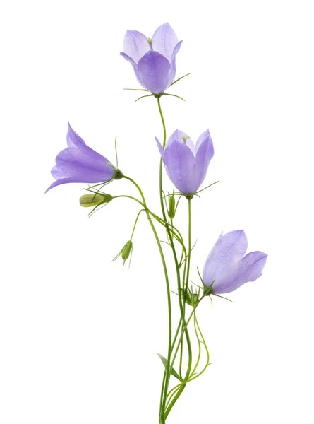 Four Bellflowers Isolated White — Stock Photo, Image