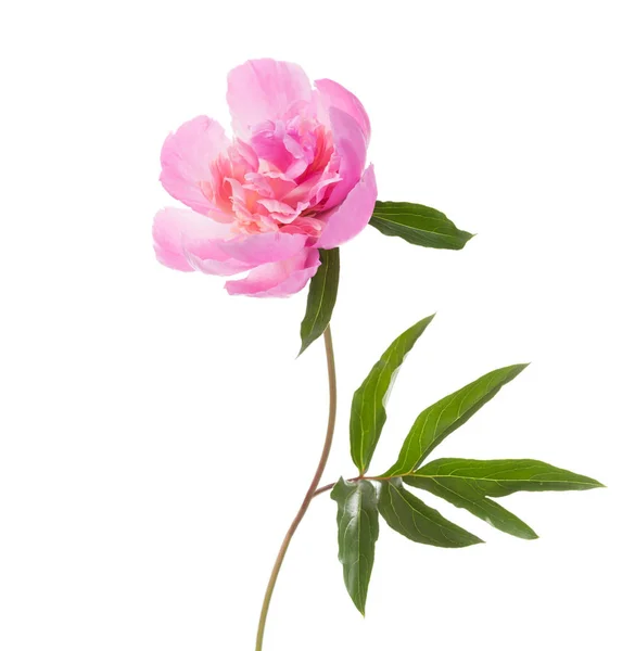 Ροζ Παιωνία Απομονωμένη Λευκό Φόντο — Φωτογραφία Αρχείου