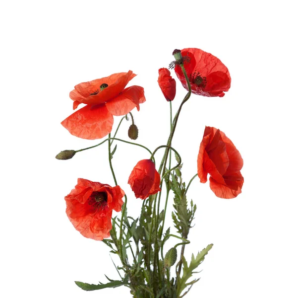 Bouquet Red Poppies Isolated White Background — Stock Photo, Image