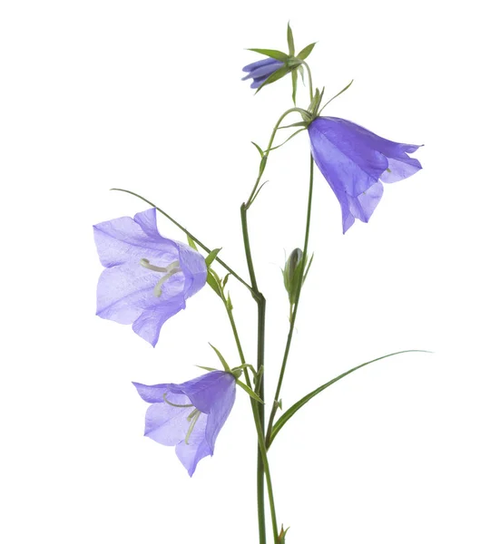 Jako Izolované Bílém Campanula Rotundifolia — Stock fotografie