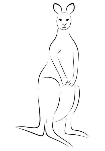Лінійне малювання кенгуру — стоковий вектор