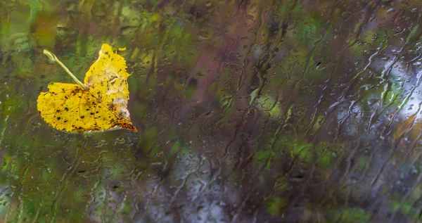 Sarı sonbahar yaprağı yağmurdan sırılsıklam olmuş cam üzerinde