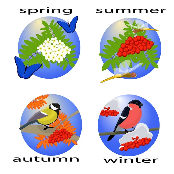 Dört mevsim Rowan ağacıyla İlkbahar, yaz, sonbahar, şarapla