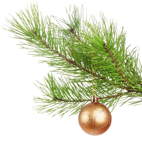 Decoration ball on pine branch — Stock Photo, Image