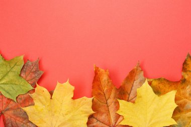 Kırmızıda renkli sonbahar akçaağaç yaprakları