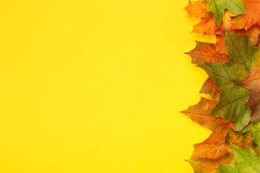 Renkli sonbahar akçaağaç yaprakları sarıda