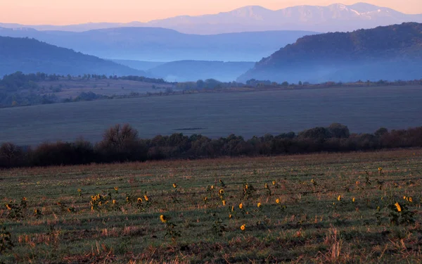 Восход Солнца Подсолнухи Горы Болгарии Октябре — стоковое фото