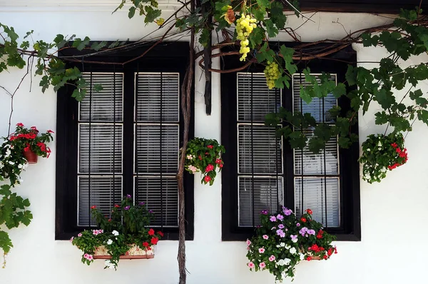 Два Окна Украшены Цветами Виноградом — стоковое фото