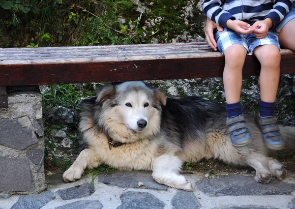 Dog Lies Bench Romania — Stock Photo, Image