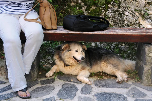 ベンチとフリップフ ロップを着て白いズボンの女性の脚の下に犬 — ストック写真