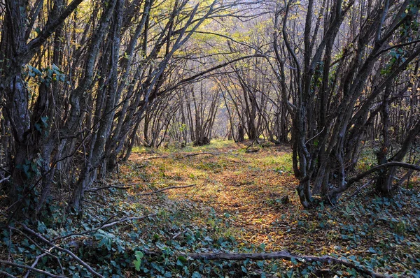 Solig Dag Skogen Höst — Stockfoto