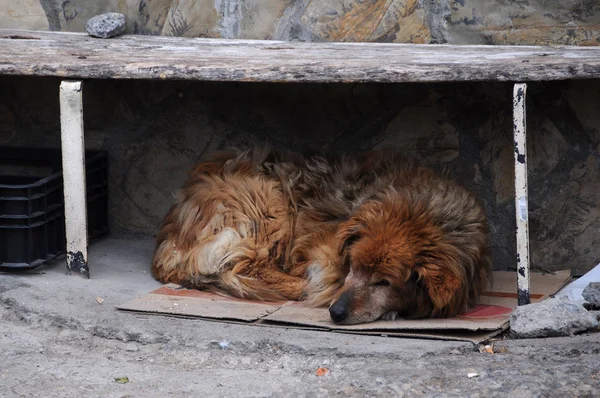 悲しい野良犬がベンチの下で眠る — ストック写真