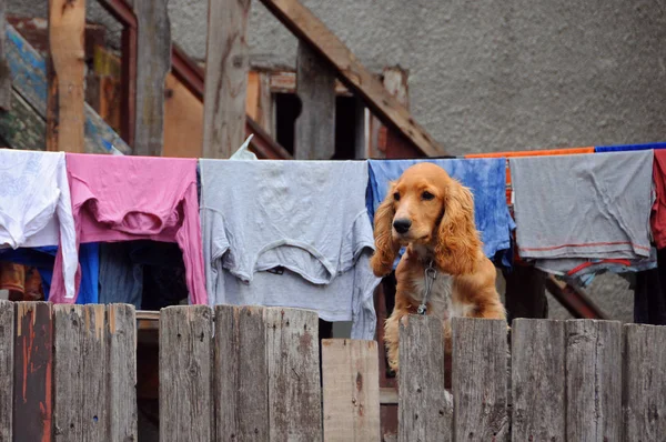 Cute Cocker Spaniel Sits Wooden Fence — Stock Photo, Image