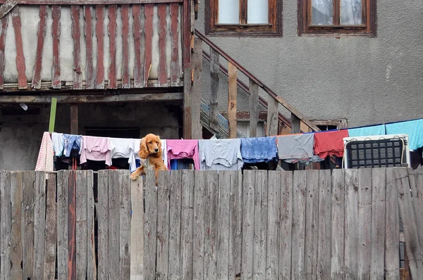 Niedlicher Cocker Spaniel Holzzaun Vor Dem Haus Hintergrund — Stockfoto