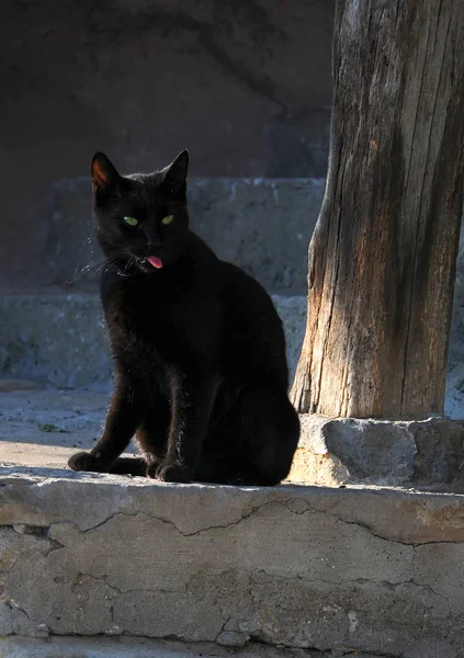 Μαύρη γάτα τα πέτρινα σκαλοπάτια — Φωτογραφία Αρχείου
