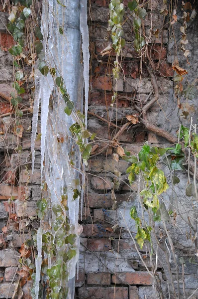 Frozen Rainwater Pipe Shrub Brick Wall Background — Stock Photo, Image