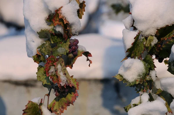 Замороженные Виноград Саду Болгарии — стоковое фото