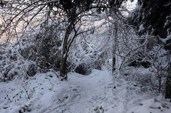 Parktaki karlı patika — Stok fotoğraf