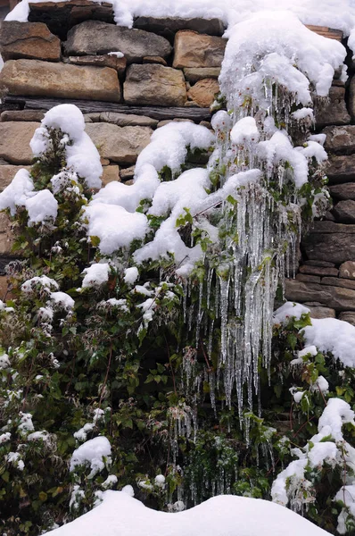 Snow-covered Shrub — Stock Photo, Image