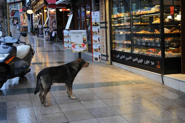 Istanbul Turquía Enero 2018 Perro Callejero Espera Ser Alimentado Puerta —  Fotos de Stock