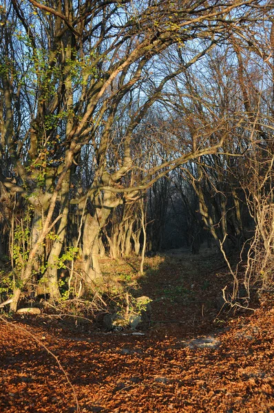 森の Dawnn — ストック写真