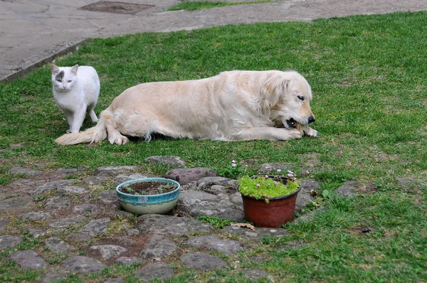 Белая собака и белый кот на траве — стоковое фото