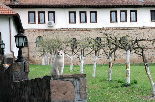 Кошки в Темском монастыре — стоковое фото