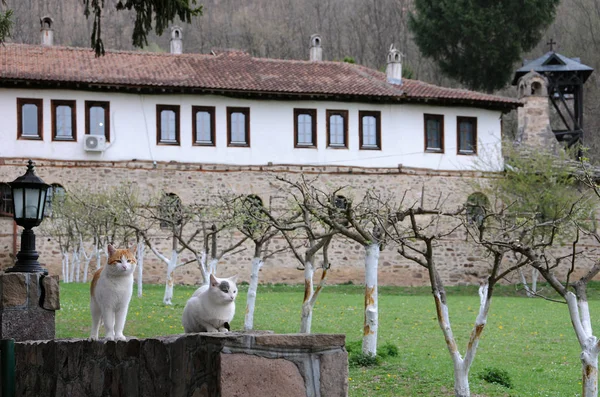 Gatos no Mosteiro de Temska — Fotografia de Stock