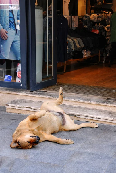 Dog at Store Entrance — Stock Photo, Image