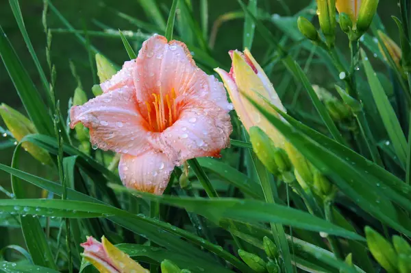 Roze Daylilly bloem na regen — Stockfoto