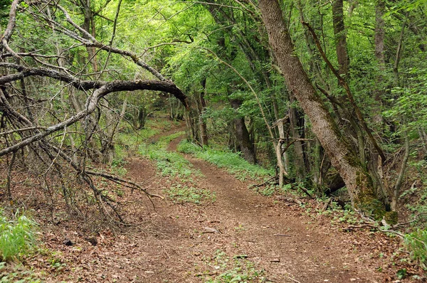 Sentiero Albero Caduto Nel Bosco Primavera — Foto Stock